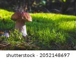 big porcini mushroom grow in... | Shutterstock . vector #2052148697