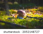 small cep mushroom grow in... | Shutterstock . vector #2052148727