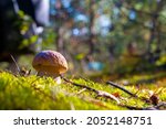 small cep mushroom and sunny... | Shutterstock . vector #2052148751