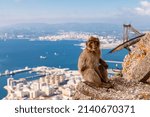 Barbary Macaque Monkey On The...