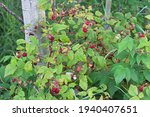 Wild raspberry bushes growing in the forest with red berries.