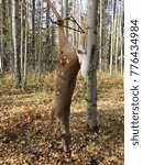 Small photo of A deer hanging on a gambrel ready for skinning.