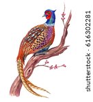 Pheasant On An Old Flowering...