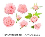 Set of delicate pink roses, bows and leaves isolated on white background.