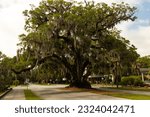 Small photo of old Lovers Oak tree in Brunswick