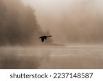 
Flying whooper swan. A whooper swan flies over a misty lake. The spread wings of a white bird. Finland's national bird. Swan is known around the world for its beauty, elegance, and grace.
