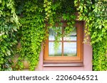 Window in the green creepers. Old wooden building facade with window overgrown with vine