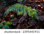 Forest Understory with Sunlit Fern and Fallen Leaves