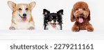 Small photo of Funny portrait dogs on white table. Lovely fluffy cat licking lips. Free space for text. Mockup for your product. Gray background.