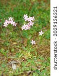 Small photo of Common Centaury - Centaurium erythraea, whole plant in disused Cotswold Quarry