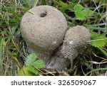 Spiny Puffball Fungus  ...