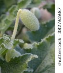 Small photo of Squirting Cucumber - Ecballium elaterium Ripe Fruit