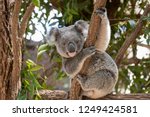 Koala Bear Sitting In A Tree...