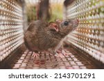 Small photo of Rat is trapped in a trap cage or trap. the dirty rat has contagion the disease to humans such as Leptospirosis, Plague. cage catching control a rat