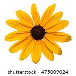 Yellow daisy flower clip art