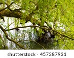 Weeping Willow Beside Water