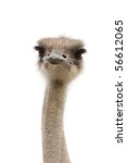 Ostrich Female Head Isolated