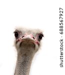 Ostrich Isolated