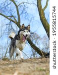 Small photo of husky dog ​​enjoying the nature of the forest, returning to the ferocity
