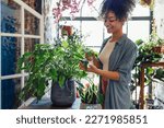 Happy plant lady. Young African American woman plant lover taking care of houseplant. Girl watering a potted plant with happy smile
