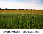 Corn Stalk Background.landscape ...