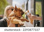 Small photo of Cute young bulldog eating an ice cream. Onwer spoiling her pet with dessert food