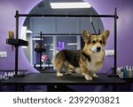 Small photo of Healthy young corgi standing on a groomer's table in a pet grooming salon. Cute Pembroke Welsh Cogi puppy waiting to be groomed