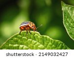 Colorado potato beetle eats green potato leaves closeup. Leptinotarsa decemlineata. Adult colorado beetle, pest invasion, parasite destroy potato plants, farm damage. Protecting plants concept