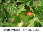 Small photo of Red larva eating green potato leaves. Larva of colorado potato beetle. 4th instar stage of larva. Leptinotarsa decemlineata. Pests invasion, parasite destroy potato plants, crop damage