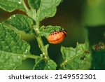 Small photo of Red larva eating green potato leaves. Larva of colorado potato beetle, harvest damage. 4th instar stage of larva. Leptinotarsa decemlineata. Pests invasion, parasite destroy potato plants, farm damage