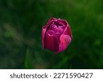 Tulip  Purple Double Late Tulip ...