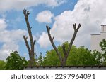 Small photo of Tree with cut off crown. Trees with pruned top against blue sky. Pruning tree in the city square or park. Tree pruning mistake, harmful pruning. Chop off the tree top