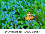 Clown Fish  Amphiprion Ocellaris
