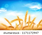 golden wheat ears and blue sky. ... | Shutterstock .eps vector #1171172947
