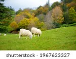 Sheep marked with colorful dye grazing in green pastures on autumn day. Adult sheep and baby lambs feeding in lush green meadows of England.
