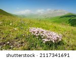Wild flowers of Piano Grande, large karstic plateau of Monti Sibillini mountains. Beautiful green fields of the Monti Sibillini National Park, Umbria, Italy.