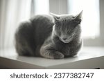 Young playful Russian Blue kitten relaxing by the window. Gorgeous blue-gray cat with green eyes. Family pet at home.