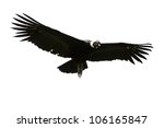 Condor Isolate Andean Vulture...