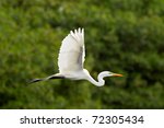 Great White Egret Flying...