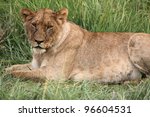 A Female Lion On Green Grass In ...