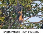 The Indian Flying Fox  Pteropus ...