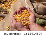 Handful Of  Harvested Grain...