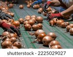 Small photo of People Working At Onion Sorting Line in Packing House Facility. Postharvest Handling of Onion Prior Distribution to Market. Freshly Harvested Onion Bulbs Moving Along Conveyor Belt.