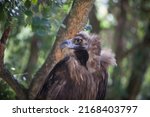 Cinereous Vulture Perched In...