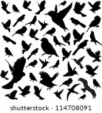 Set Birds.vector Illustration