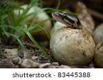 Pythons Hatching In Everglades