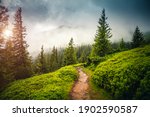 Fabulous and mysterious path in the coniferous foggy forest. Location place of Carpathians mountain, Ukraine, Europe. Image of exotic scene. Vibrant photo wallpapers. Discover the beauty of earth.