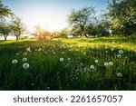 An old apple orchard on a green lawn in sunny day. Scenic image of trees in charming garden. Agrarian region of Ukraine, Europe. Flowering orchard in spring time. Photo wallpaper. Beauty of earth.