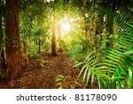 australian rainforest at late afternoon with sun rays breaks through the trees (Tamborine Mountain,Queensland,Australia)