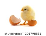 The Yellow Small Chick With Egg ...